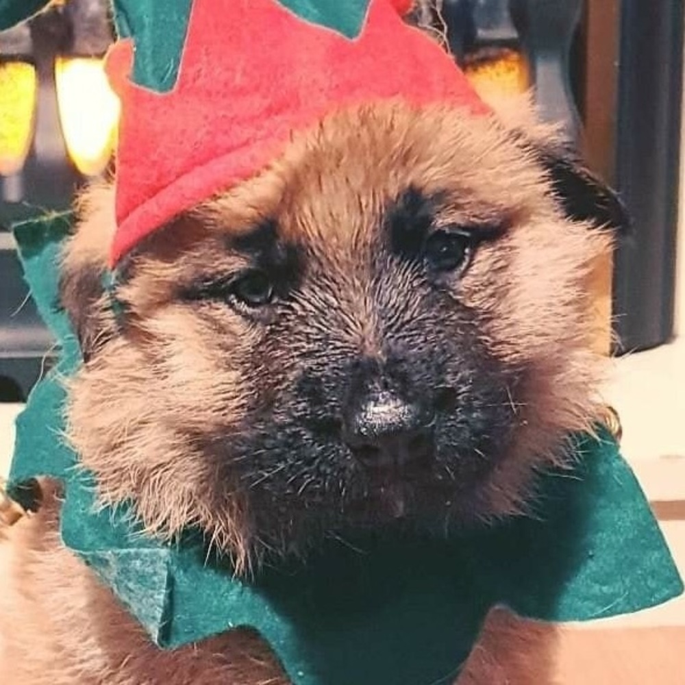 Meet your Posher, Alex